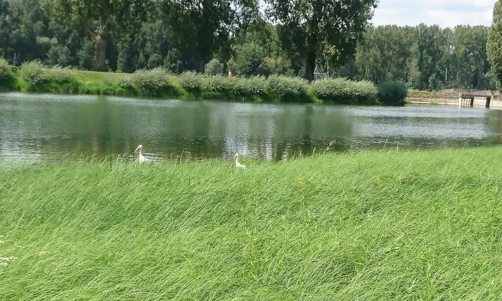 Rheinstrandbad Rappenwort Becker